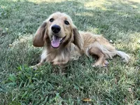 Chip, a male Miniature Dachshund for sale in Stoutland, MO – 3 of 8