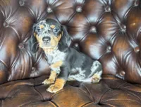 Shelby , a female Miniature Dachshund for sale in Stoutland, MO – 4 of 7