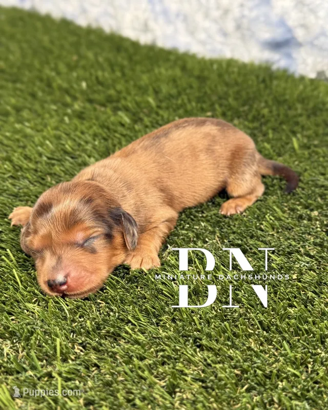 Rusty – Miniature Dachshund puppy for sale in Stoutland, MO