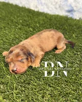 Rusty, a male Miniature Dachshund for sale in Stoutland, MO – 1 of 4
