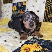 Shelby , a female Miniature Dachshund for sale in Stoutland, MO – 3 of 4