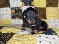 Astro, a male Miniature Dachshund for sale in Stoutland, MO – 5 of 6