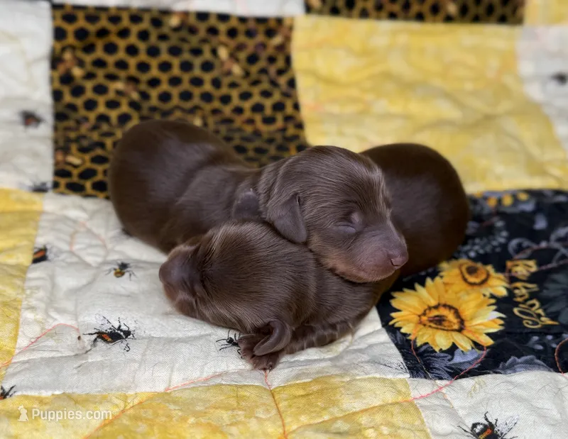 Eddie – Miniature Dachshund puppy for sale in Stoutland, MO