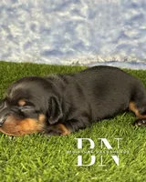 Carina, a female Miniature Dachshund for sale in Stoutland, MO – 5 of 6