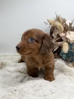 Rhett, a male Dachshund for sale in Stoutland, MO – 2 of 4