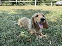 Chip, a male Miniature Dachshund for sale in Stoutland, MO – 5 of 8