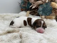 Ruby , a female Dachshund for sale in Stoutland, MO – 1 of 5