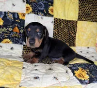 Bentley, a male Miniature Dachshund for sale in Stoutland, MO – 5 of 7