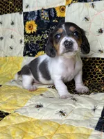 Cera, a female Miniature Dachshund for sale in Stoutland, MO – 2 of 8