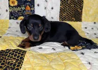 Archer, a male Miniature Dachshund for sale in Stoutland, MO – 3 of 3