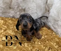 Pez, a male Miniature Dachshund for sale in Stoutland, MO – Photo 5 of 10