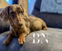 Pez, a male Miniature Dachshund for sale in Stoutland, MO – Photo 9 of 10