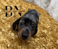 Pez, a male Miniature Dachshund for sale in Stoutland, MO – Photo 7 of 10