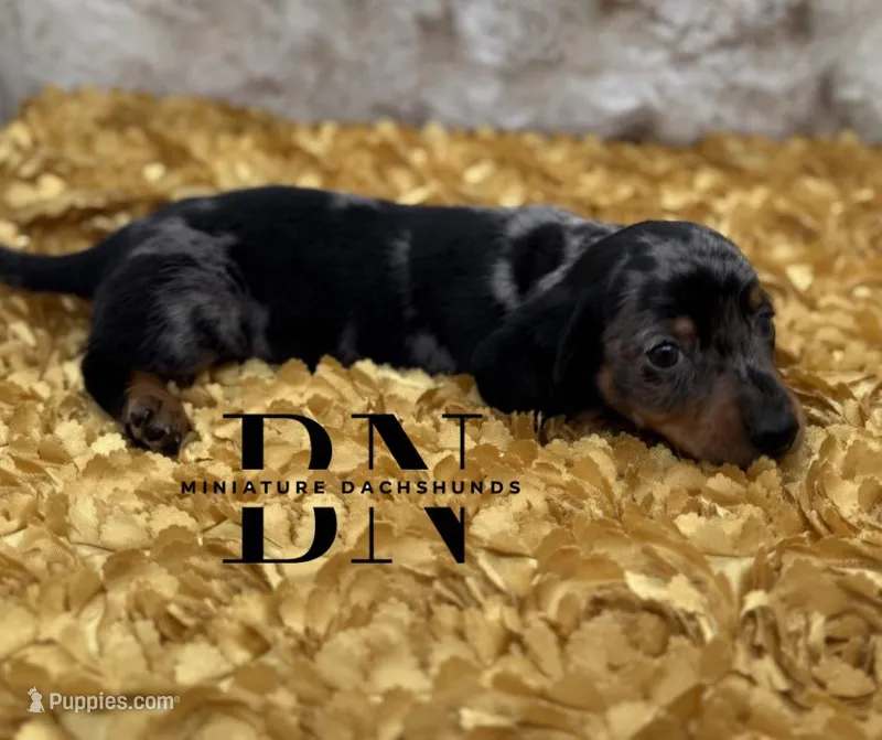 Pez – Miniature Dachshund puppy for sale in Stoutland, MO