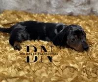 Pez, a male Miniature Dachshund for sale in Stoutland, MO – Photo 1 of 10