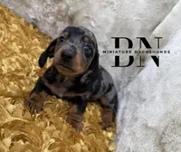 Pez, a male Miniature Dachshund for sale in Stoutland, MO – Photo 3 of 10