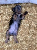 Pez, a male Miniature Dachshund for sale in Stoutland, MO – Photo 8 of 10