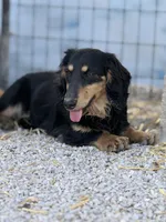 Pez, a male Miniature Dachshund for sale in Stoutland, MO – Photo 10 of 10