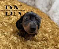 Pez, a male Miniature Dachshund for sale in Stoutland, MO – Photo 4 of 10