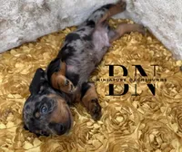 Pez, a male Miniature Dachshund for sale in Stoutland, MO – Photo 6 of 10
