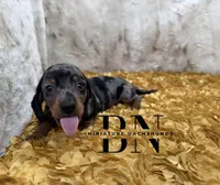 Pez, a male Miniature Dachshund for sale in Stoutland, MO – Photo 2 of 10