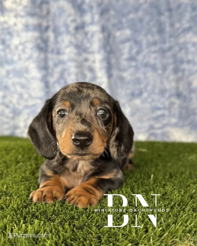 Pez – Miniature Dachshund puppy for sale in Stoutland, MO