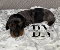 Diesel, a male Miniature Dachshund for sale in Stoutland, MO – 3 of 3