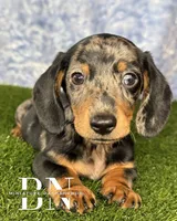 Pez, a male Miniature Dachshund for sale in Stoutland, MO – 7 of 7