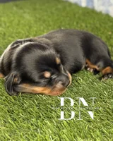 Archer, a male Miniature Dachshund for sale in Stoutland, MO – 4 of 6