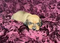 Peaches, a female Miniature Dachshund for sale in Stoutland, MO – 2 of 4