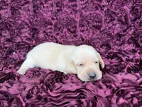 Butters, a male Miniature Dachshund for sale in Stoutland, MO – 2 of 4