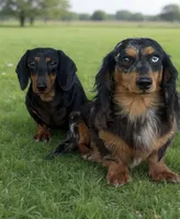 Juliet, a female Miniature Dachshund for sale in Stoutland, MO – Photo 7 of 7