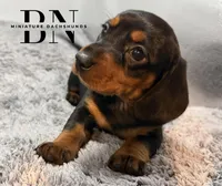 Juliet, a female Miniature Dachshund for sale in Stoutland, MO – Photo 6 of 7