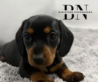 Juliet, a female Miniature Dachshund for sale in Stoutland, MO – Photo 5 of 7