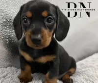 Juliet, a female Miniature Dachshund for sale in Stoutland, MO – Photo 1 of 7