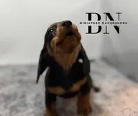 Juliet, a female Miniature Dachshund for sale in Stoutland, MO – Photo 3 of 7