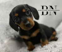 Juliet, a female Miniature Dachshund for sale in Stoutland, MO – Photo 2 of 7