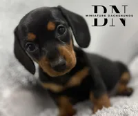 Juliet, a female Miniature Dachshund for sale in Stoutland, MO – Photo 4 of 7