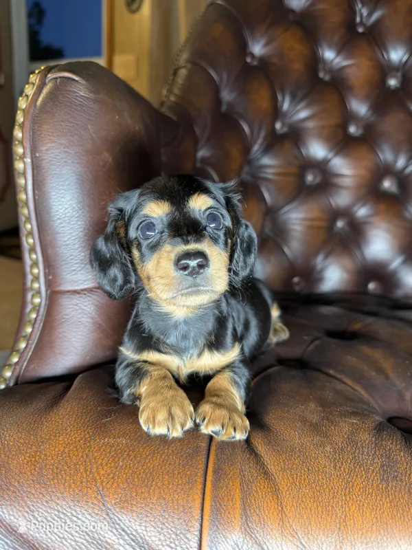 Waylon – Miniature Dachshund puppy for sale in Stoutland, MO