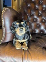 Waylon, a male Miniature Dachshund for sale in Stoutland, MO – 1 of 8