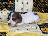 Ducky, a female Miniature Dachshund for sale in Stoutland, MO – 2 of 6