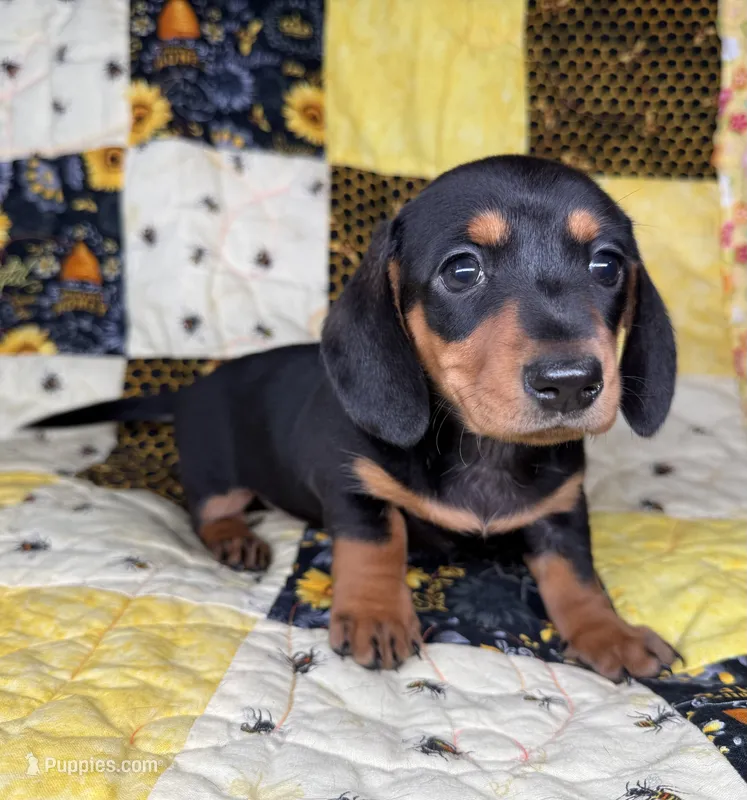 Carina – Miniature Dachshund puppy for sale in Stoutland, MO