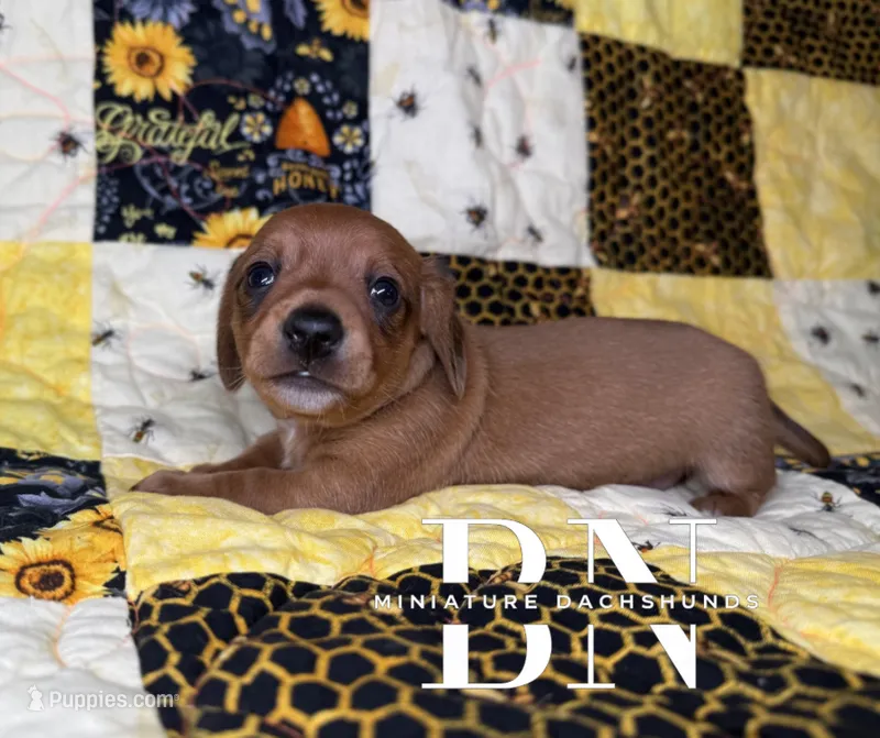 Copper – Miniature Dachshund puppy for sale in Stoutland, MO