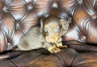 Crash, a male Dachshund for sale in Stoutland, MO – 6 of 6