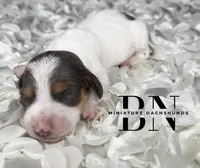 Ducky, a female Miniature Dachshund for sale in Stoutland, MO – 3 of 4