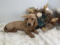 Goldie, a female Dachshund for sale in Stoutland, MO – 6 of 7