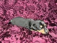 Cashew, a male Miniature Dachshund for sale in Stoutland, MO – 3 of 4