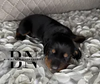 Bentley, a male Miniature Dachshund for sale in Stoutland, MO – 2 of 3