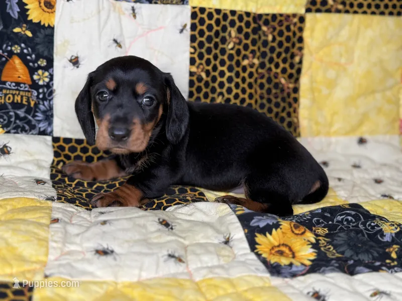 Lexus – Miniature Dachshund puppy for sale in Stoutland, MO