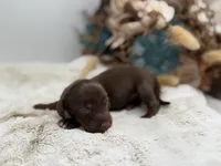 Ron, a male Dachshund for sale in Stoutland, MO – 3 of 4